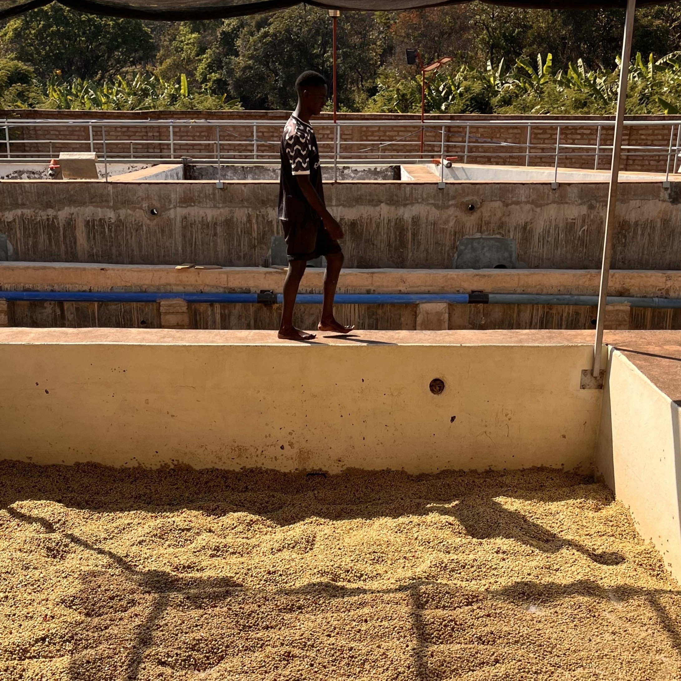 Tanzania Kanji Lalji Washed(25/26年クロップ) | ORIGIN COUNTRIES